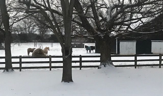 Snow Photo 3